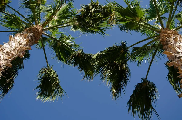 Photo Palms Bottom Top Bottom View Trunks Palm Trees Background — Photo
