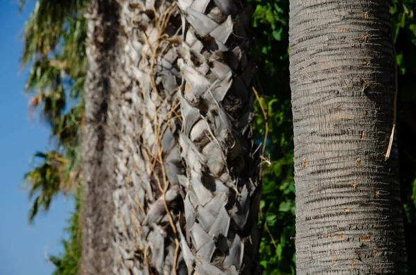 Natural Background Palms Texture Trunk Palm Tree Background Palm Leaves — Photo