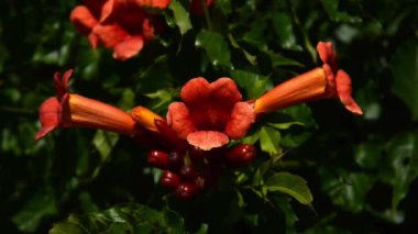 Canlı Turuncu Trompet Sarmaşığı Çiçekleri Yeşilli Yeşil Yapraklar Gizemli Karanlık Tropikal Bahçede