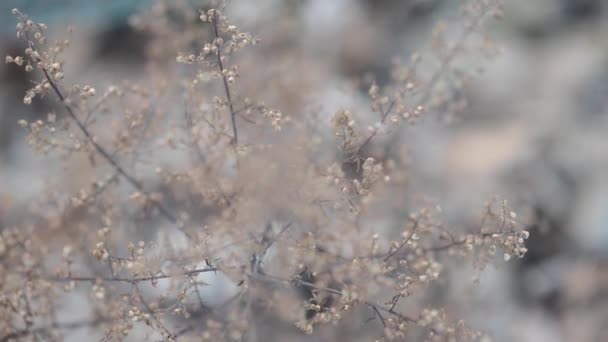 꽃들로 배경을 식물에 추상적 비디오가 초점이 되었다 공기가 야생화의 자연적 — 비디오
