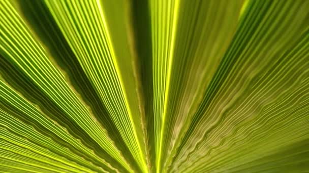 Palmbladets Yta Med Skugga Selektiv Fokus Konsistens Gröna Palmblad Naturlig — Stockvideo