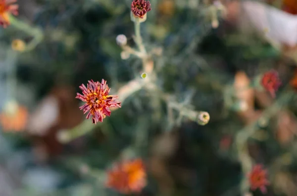 Верхний Вид Marigolds Dry Stems Blurred Natural Background Copy Space — стоковое фото