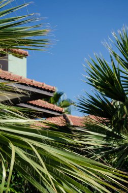 Palmiye ağaçları, tropik bir tatil köyündeki evlerin yakınında yetişir. Seçici odaklı yeşil palmiye yaprakları evin arka planında fayanslı. Kopyalama alanı olan doğal arkaplan.