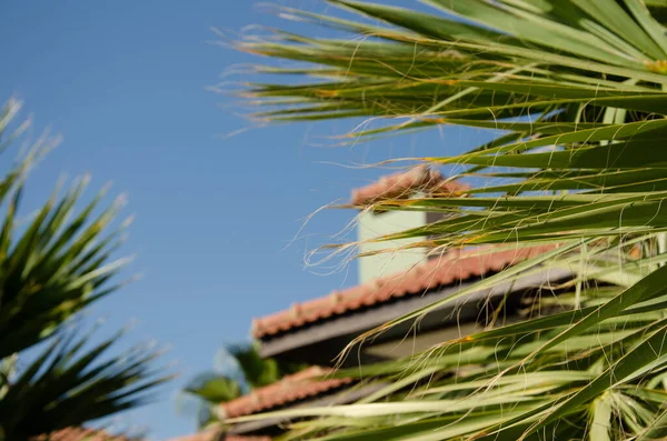 Les Palmiers Poussent Près Des Maisons Dans Une Station Tropicale — Photo