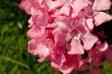 Oleander 'ın pembe çiçekleri parkta yetişiyor. Çiçekli çalılar sıradan. Güzel bir tropikal bitki. Bahçedeki süs bitkileri.
