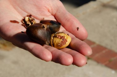 Kavrulmuş kestane insan avucunda. Türkiye 'de sokak yemekleri ve atıştırmalıklar.