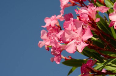 Oleander 'ın pembe çiçekleri mavi gökyüzünde büyüyor. Çiçekli çalılar sıradan. Güzel bir tropikal bitki. Bahçedeki süs bitkileri.