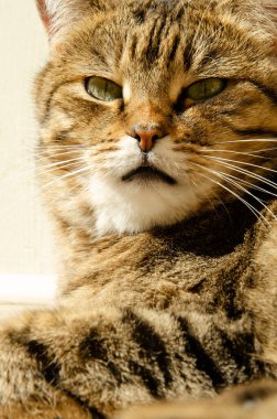 Kopya alanı olan çizgili kahverengi kedinin seçici odak yüzü. Yeşil gözlü Tabby kedisinin portresi güneş ışınlarında yatıyor. Evcil hayvan kavramı.