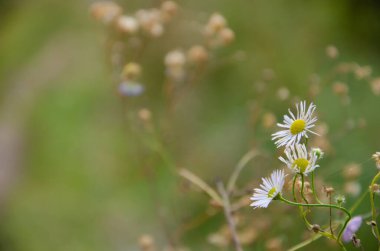 Yeşil çimenlerin bulanık arkaplanı üzerinde ön planda seçici odak papatyası. Doğal arka plan. Kopyalama alanı olan çiçek dokusu.