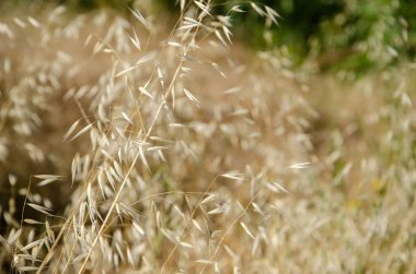 Renkli arka planda seçici odak kuru kamış. Reed 'in doğal arka planı kopyalama alanından kaynaklanıyor. Sonbahar mevsimi konsepti. Kuru çimenler rüzgarda sallanıyor.