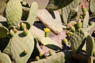 Dikenli armut kaktüsünün yapısı. Kaktüs Opuntia yüzey dokusu çalılıkları. Kopyalama alanı olan doğal arkaplan.