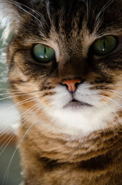 Foco Selectivo Cara Gato Marrón Rayado Retrato Gato Tabby Con — Foto de Stock