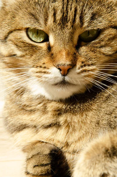 Selective Focus Face Striped Brown Cat Copy Space Portrait Tabby — Stock Photo, Image