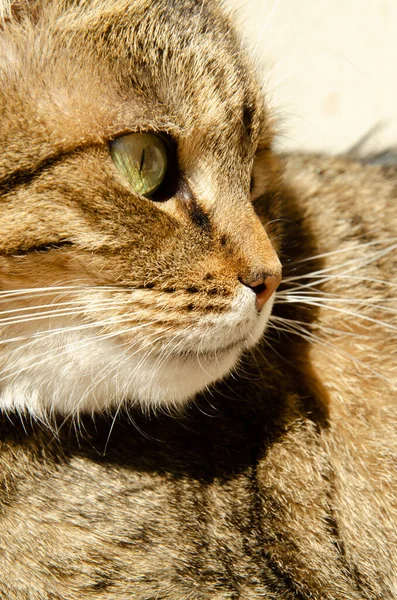 Selektiv Fokus Ansikte Randig Brun Katt Med Kopia Utrymme Porträtt — Stockfoto