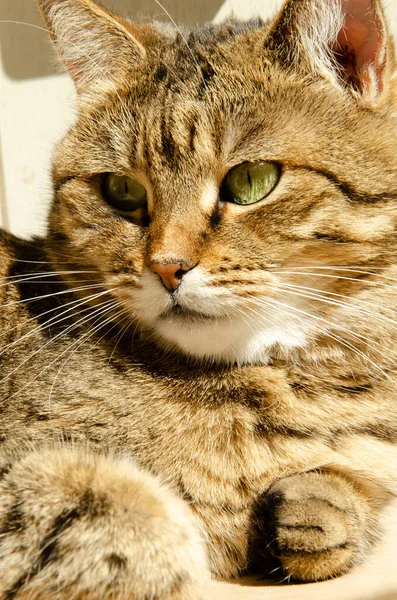 Foco Selectivo Cara Gato Marrón Rayado Con Espacio Copia Retrato —  Fotos de Stock