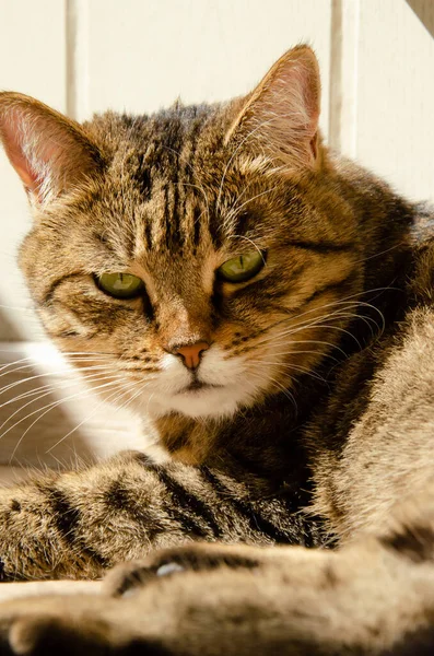 Foco Seletivo Rosto Gato Marrom Listrado Com Espaço Cópia Retrato — Fotografia de Stock