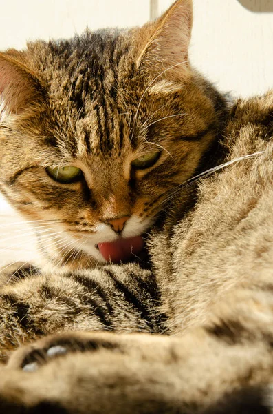 Retrato Gato Tabby Com Olhos Verdes Mentiras Lambidas Foco Seletivo — Fotografia de Stock