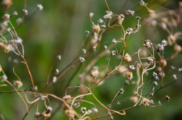 Sušené Květiny Divokých Sedmikrásek Selektivní Zaměření Kvetoucí Suché Trávy Rozmazaném — Stock fotografie