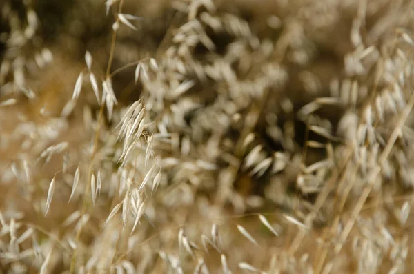 Enfoque Selectivo Caña Seca Sobre Fondo Colorido Fondo Natural Tallos — Foto de Stock