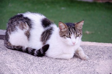 Yeşil gözlü sokak kedisi şehirde caddede yatıyor. Doğal ortamında bir sokak hayvanının portresi. Kopya alanı olan terk edilmiş hayvanlar kavramı.