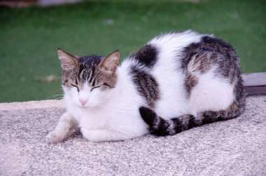 Yeşil gözlü sokak kedisi şehirde caddede yatıyor. Doğal ortamında bir sokak hayvanının portresi. Kopya alanı olan terk edilmiş hayvanlar kavramı.