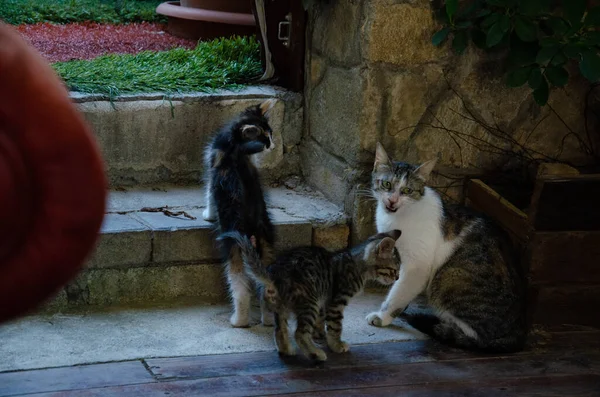 Gato Com Gatinhos Sentados Terraço Família Gatos Rua Vive Café — Fotografia de Stock