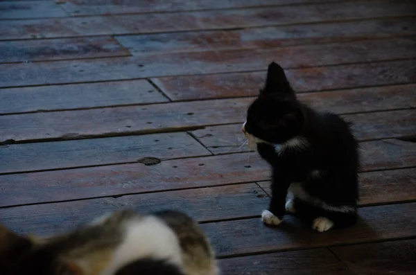 Egy Vékony Utcai Cica Teraszon Utcai Macskák Családja Utcai Kávézóban — Stock Fotó