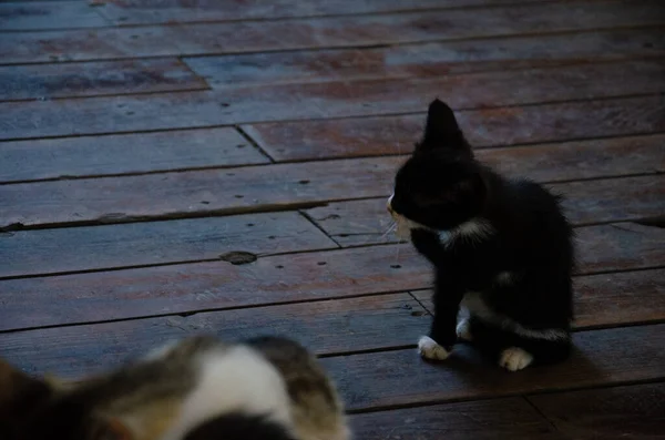 Little Skinny Street Kitten Sitting Terrace Street Cat Family Lives — Stock Photo, Image