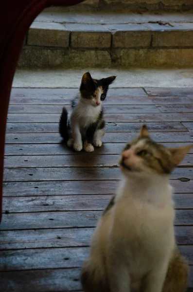 子猫と空腹の猫は食べ物を求めます ストリートキャットファミリーはストリートカフェに住んでいます 自然の生息地の通りの動物の肖像画 コピースペースと放棄された動物の概念 — ストック写真