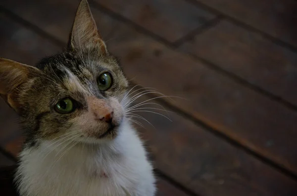 Gato Pelado Hambriento Ruega Por Comida Retrato Animal Callejero Hábitat —  Fotos de Stock