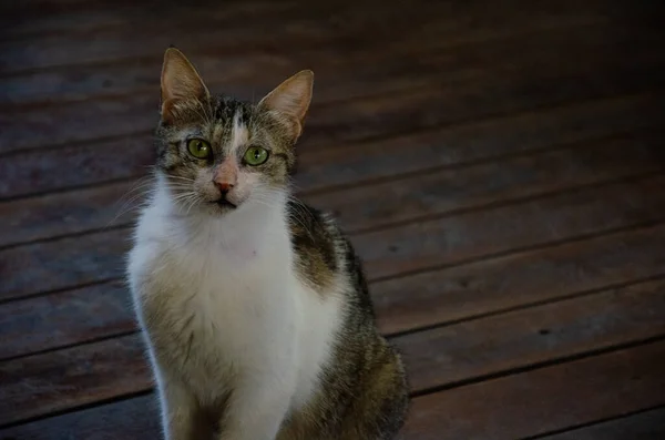 Gato Pelado Hambriento Ruega Por Comida Retrato Animal Callejero Hábitat — Foto de Stock