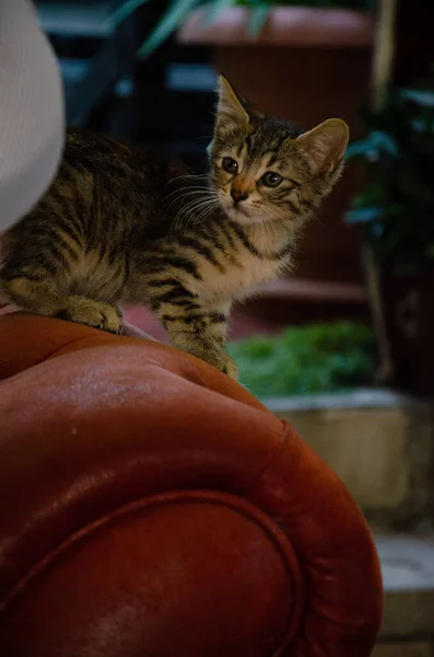 Kedi Yavrusu Yemek Için Yalvarıyor Sokak Kedisi Sokak Kafesinde Yaşıyor — Stok fotoğraf