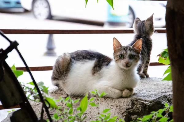 Γάτα Γατάκια Που Κάθονται Στη Βεράντα Οικογένεια Γατών Του Δρόμου — Φωτογραφία Αρχείου