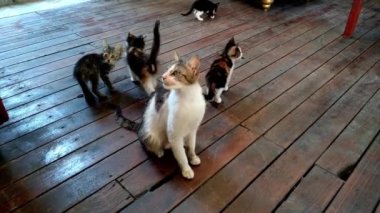 Yavru kedileri olan aç kedi yemek için yalvarıyor. Sokak kedisi ailesi sokak kafesinde yaşıyor. Doğal ortamında bir sokak hayvanının portresi. Kopya alanı olan terk edilmiş hayvanlar kavramı.