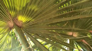 Gölgeli palmiye yaprağı yüzeyi. Yeşil palmiye yaprağının seçici odak dokusu. Kopyalama alanı olan doğal arkaplan.