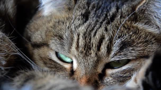 Portrét Pruhované Hnědé Kočky Mrkajícími Očima Zvíře Usne Selektivní Zaostření — Stock video