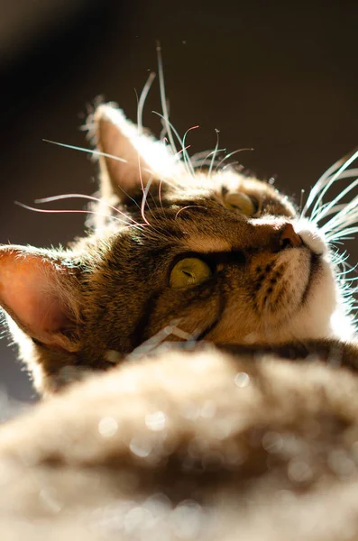 Selektiv Fokus Ansikte Randig Brun Katt Med Kopia Utrymme Porträtt — Stockfoto