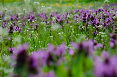 Yeşil çayırlardaki bahar mor çiçekleri rüzgarla sallanıyor. Bahar dönemi konsepti. Mor kır çiçekleri rüzgarda sallanıyor. Çiçek çimenliğinde rüzgarlı güneşli sıcak bir gün.