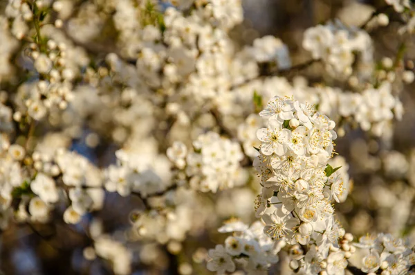 Hvide Blomstrende Kirsebærblomster Forår Koncept Selektiv Fokus Kirsebær Blomster Baggrund - Stock-foto