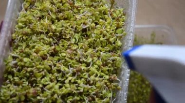 Sulama mikro-sebzeleri. Su, konteynırlarda yeşilliklerin üzerine sıçrıyor. Atomalatıcıdan mikro yeşillikler püskürtüyorum. Vegan ve sağlıklı beslenme konsepti.