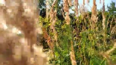 Rüzgarda sallanan kulakları olan uzun bozkır otları. Sarı tüylü bitkiler, damar. Calamagrostis 'in altın kökleri rüzgarda savruluyor. Doğal arkaplan.