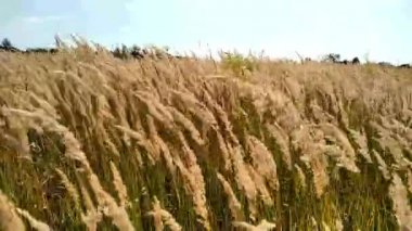 Altın saplar rüzgarda savruluyor. Doğal arka plan. Rüzgarda sallanan kulakları olan uzun bozkır otları. Sarı tüylü bitkiler, damar. Spike alanı.