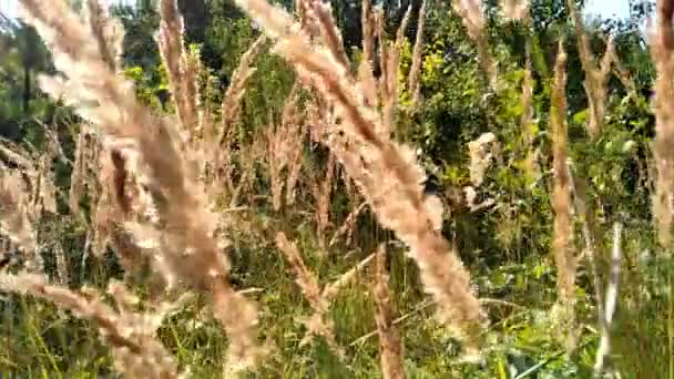 Magas Sztyeppfű Fülekkel Szélben Sárga Bolyhos Gyógynövények Veinik Calamagrostis Arany — Stock videók