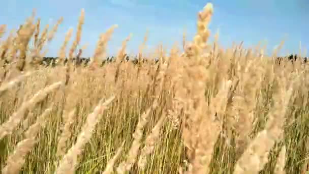 Złote Łodygi Wieją Wietrze Naturalne Tło Wysoka Stepowa Trawa Uszami — Wideo stockowe