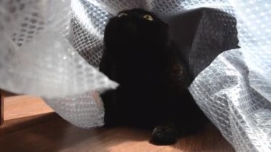 Komik siyah kedi baloncuklu ambalajla oynuyor. Büyük gözlü İngiliz kedisi paketle oynuyor. Hayvan bakımı konsepti.