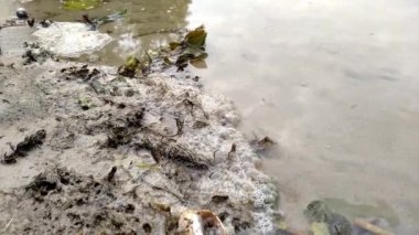 Göl kıyısında sinekler olan kirli köpükler. Çevre kirliliği kavramı. Su boyunca atık kabarcıkları dokusu.