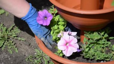 Eldivenli, beyaz tencereye çiçek eken son sınıf öğrencisi bir kadın. Kadınların elleri, yere çiçek ekerken yakınlaşıyor. Emekli bahçıvan bahçede parlak çiçekler nakleder. Bahçe konsepti.