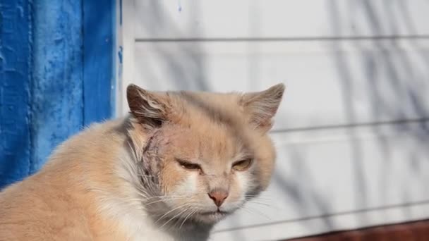 Gato Sujo Mutilado Sem Teto Está Rua Ensolarada Gato Branco — Vídeo de Stock