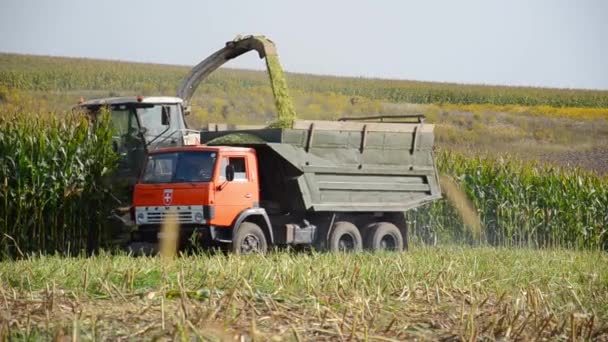 乌克兰卢茨克 2021年9月11日 组合切割玉米树干 并把它倒入卡车在玉米地上 用收割机收割青贮用于农业劳动 玉米收获季节拖拉机工作 — 图库视频影像