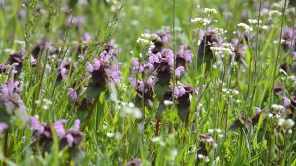 Весняно Фіолетові Квіти Зеленому Лузі Сідають Вітром Концепція Весняного Фону — стокове відео